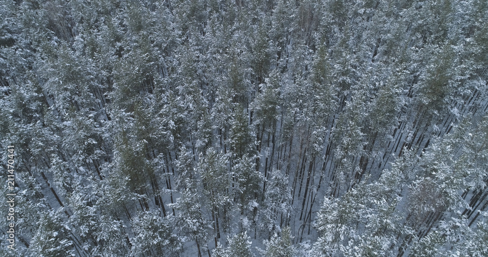 Aerial flight over frozen winter pine forest Aerial flight over frozen winter pine forest