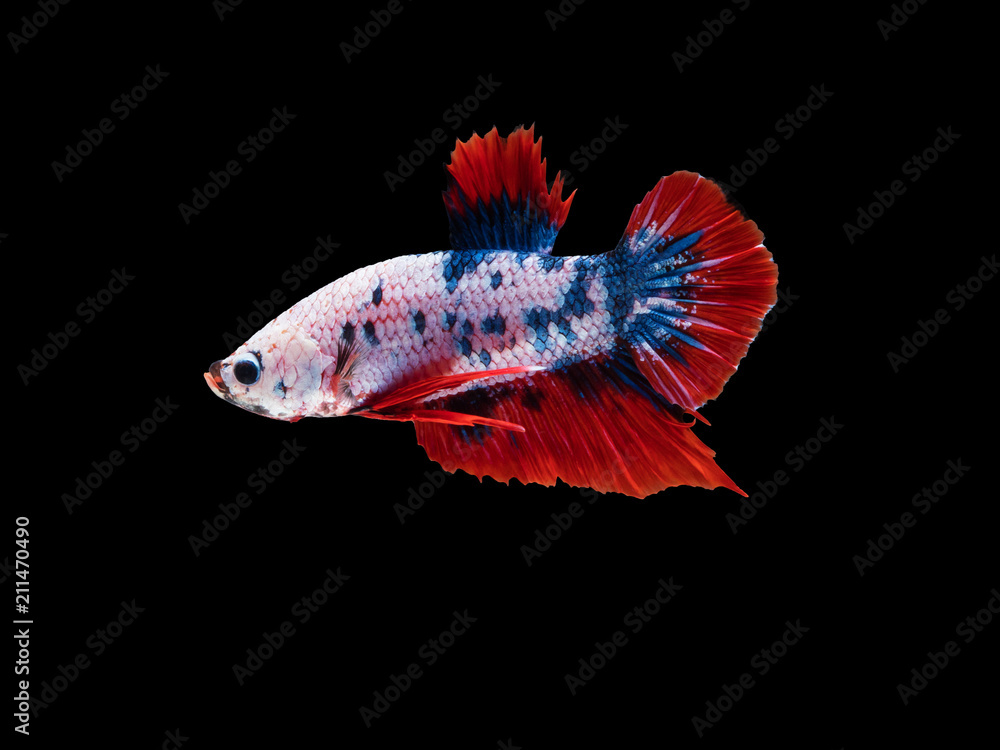 white fighting fish on black background with clipping path white fighting fish on black background with clipping path