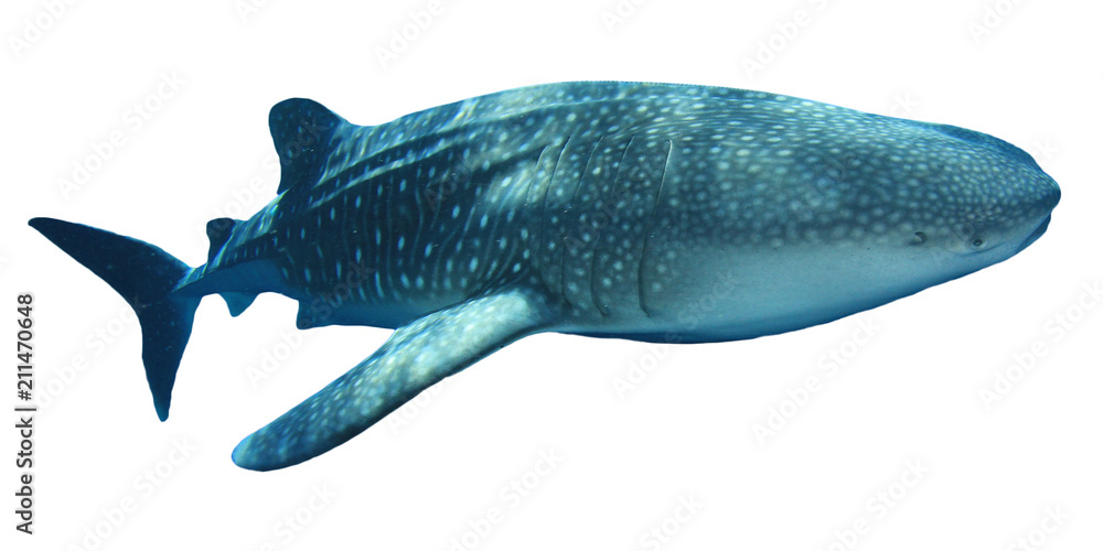 Fototapeta premium Rekin wielorybi na białym tle