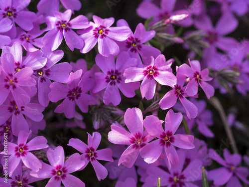 Nahaufnahme von pinken Blumen im Frühling