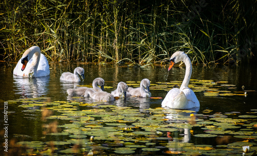 Male and female of mute swans and their young chicks