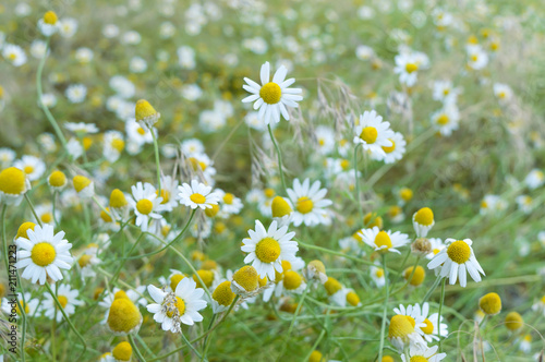 White and yellow chamomile daisies in meadow. Floral background. The theme of Mother's Day. Wild chamomile flowers on a field. Shallow depth of field