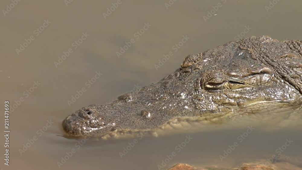 Nile crocodile head close up - Africa Nile crocodile head close up - Africa