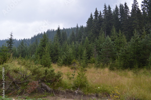 Wallpaper Mural In the Forest - Western Rodopi Mountains, Bulgaria Torontodigital.ca