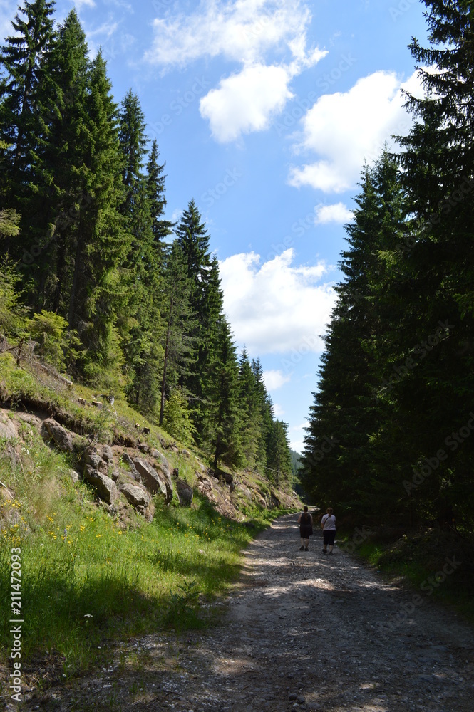 In the Forest - Western Rodopi Mountains, Bulgaria In the Forest - Western Rodopi Mountains, Bulgaria