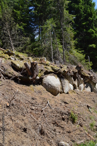 Wallpaper Mural In the Forest - Western Rodopi Mountains, Bulgaria Torontodigital.ca