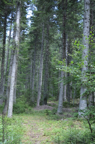 In the Forest - Western Rodopi Mountains, Bulgaria