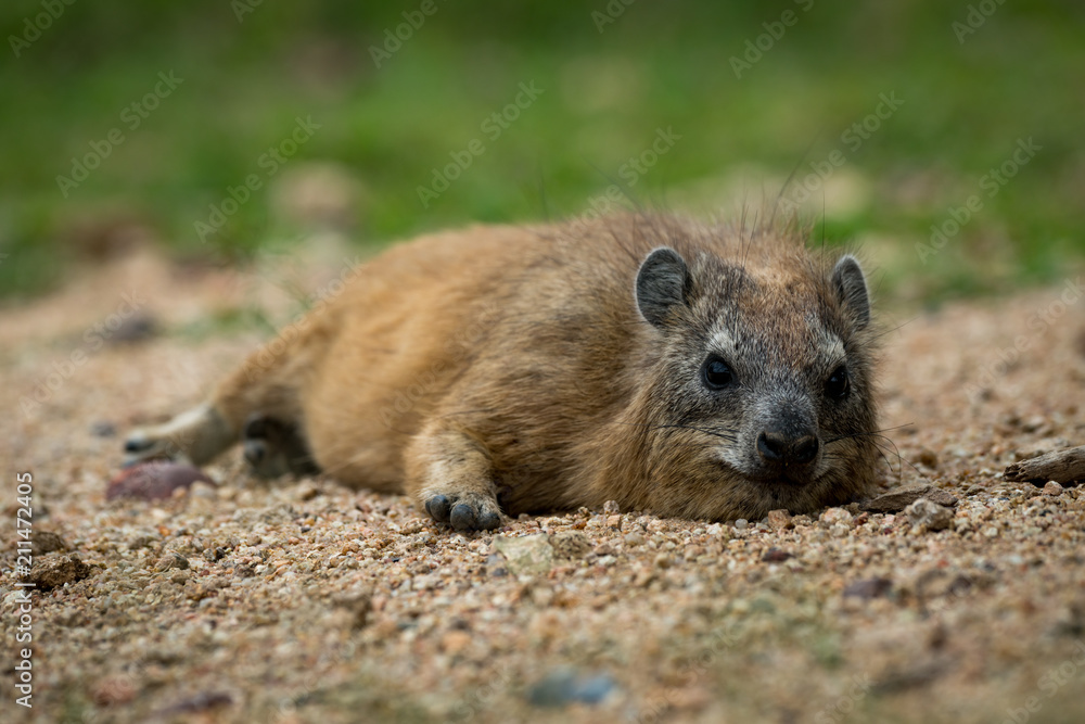Rock hyrax lying on sand facing camera Rock hyrax lying on sand facing camera