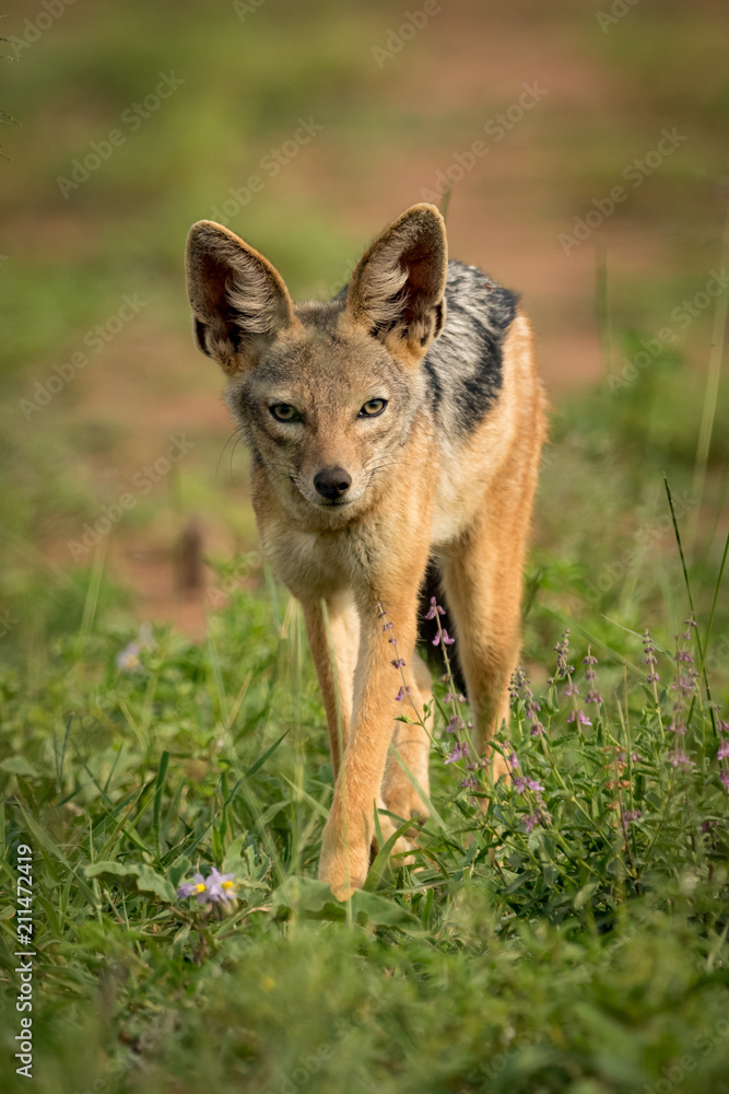 Silver-backed jackal stands facing camera among flowers Silver-backed jackal stands facing camera among flowers