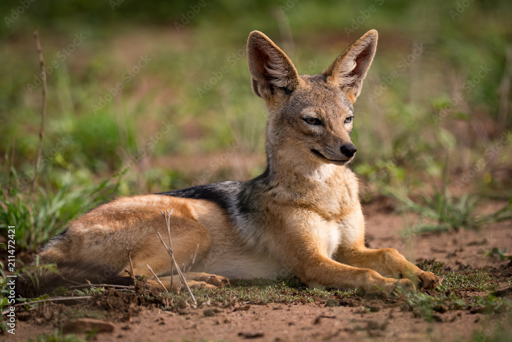 Silver-backed jackal lying in sunshine on grassland