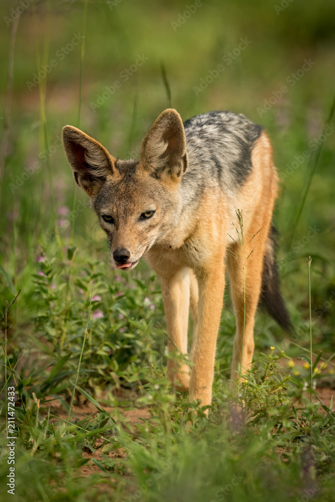 Fototapeta premium Silver-backed jackal trots towards camera through grass