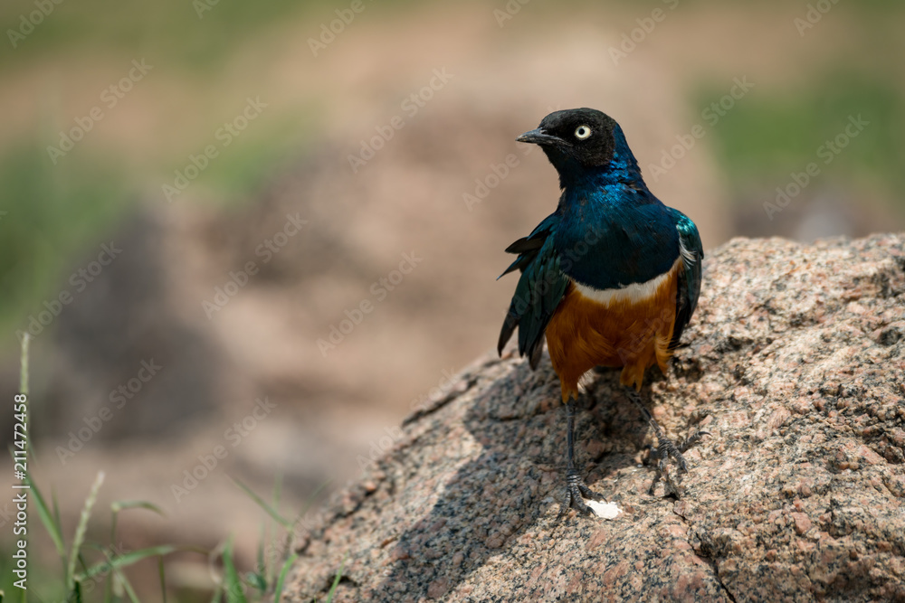 Superb starling on rock in grassy meadow