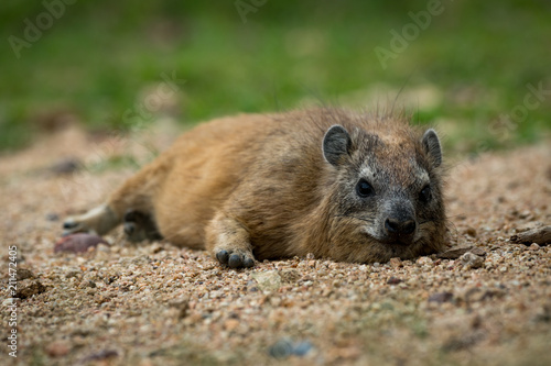 Rock hyrax lying on sand facing camera