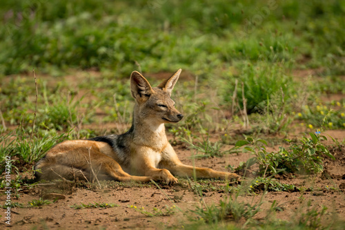 Silver-backed jackal lies squinting on muddy grassland