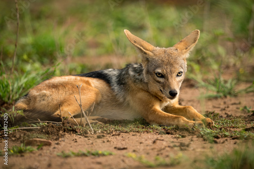 Silver-backed jackal lying in patch of grass