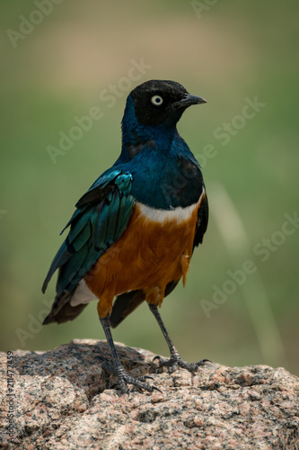 Superb starling perched in sunshine on rock