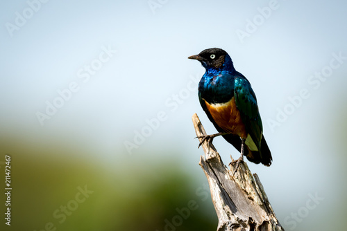 Superb starling perched on dead tree branch