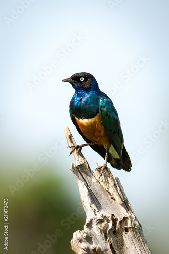 Superb starling standing on dead tree branch