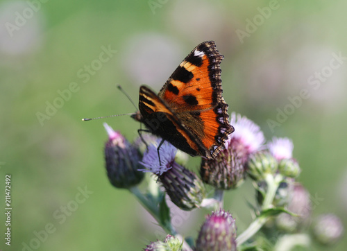 closeup of small tortoiseshell butterfly (Aglais urticae) sitting and feeding nectar from creeping thistle flower