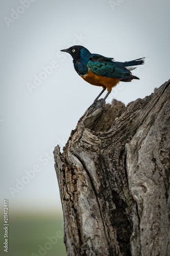 Superb starling stands on dead tree stump © Nick Dale