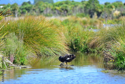 Black swan in a pond in Travis Wetland Nature Heritage Park in Christchurch, New Zealand