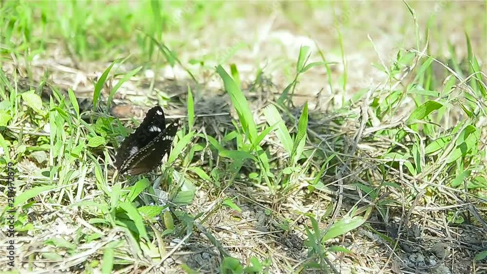 Video of butterfly are flying in the garden, The butterfly catching on the grass and ground at outdoor, Beautiful butterfly in the natural habitat. Video of butterfly are flying in the garden, The butterfly catching on the grass and ground at outdoor, Beautiful butterfly in the natural habitat.