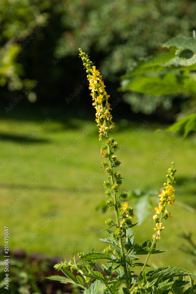 blühender Odermennig mit gelben blüten im garten