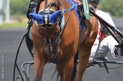 cheval de courses