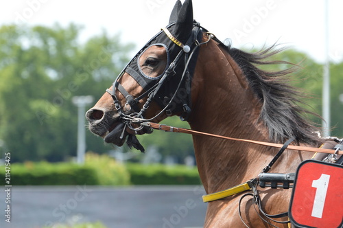 cheval de courses