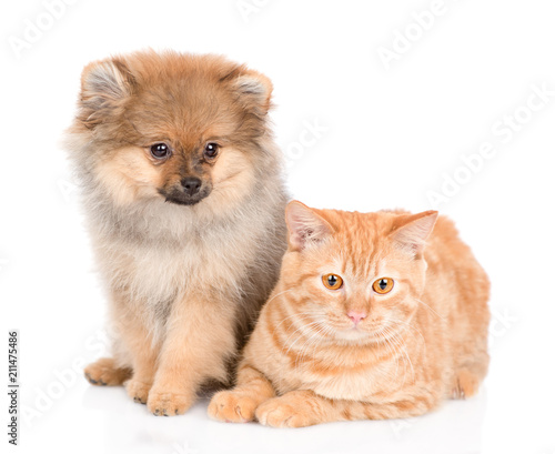 puppy and and cat together. isolated on white background © Ermolaev Alexandr