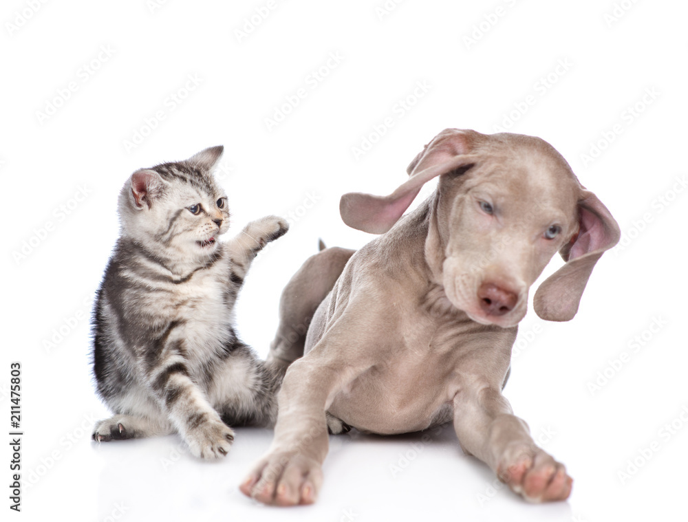 Kitten hits the weimaraner puppy. isolated on white background