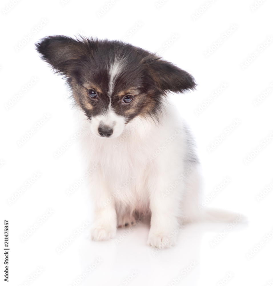 Papillon puppy looking down. isolated on white background