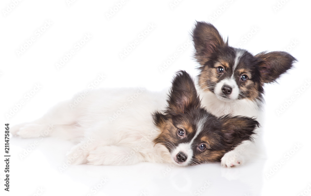 Two puppies Papillon lying together. isolated on white background