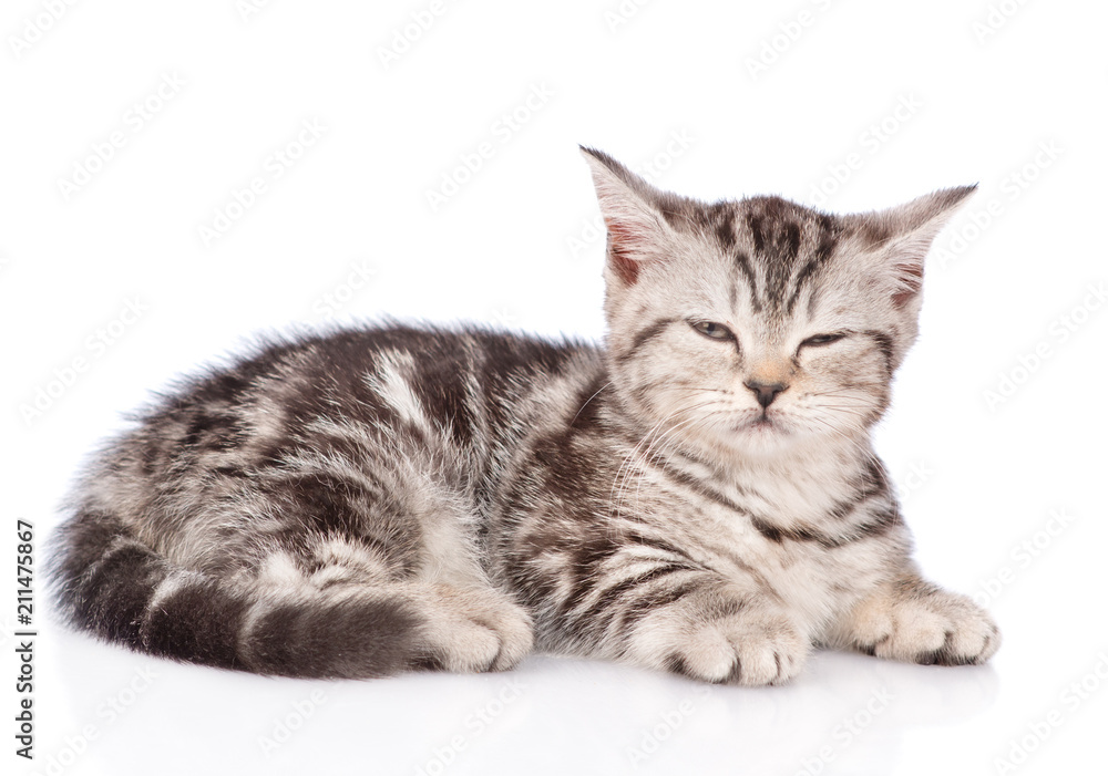 Scottish kitten lying in side view. isolated on white background