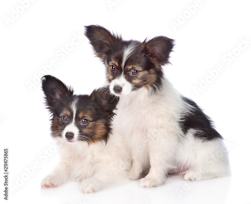 Two puppies Papillon sitting together. isolated on white background © Ermolaev Alexandr