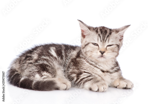 Scottish kitten lying in side view. isolated on white background