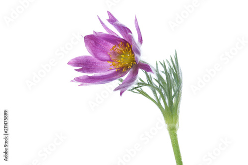 Lilac anemone flower isolated on white background.