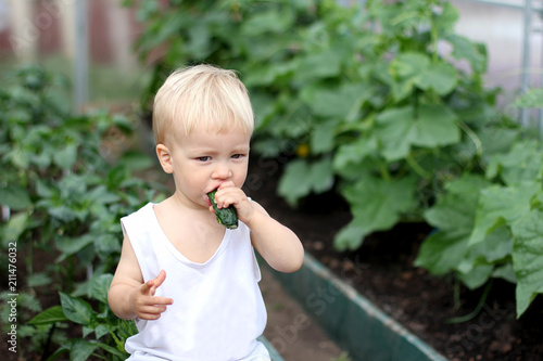 Cute toddler boy eating cucumber in a greenhouse. Cucumber bed on a background. Eco farming and healthy eating concept