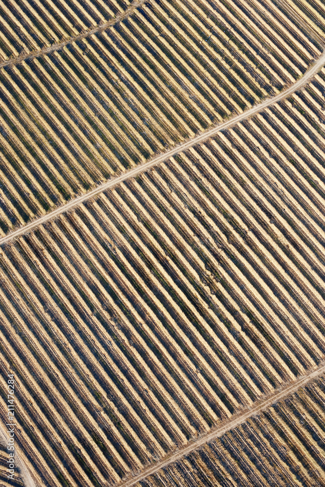 Aerial vineyard Aerial vineyard