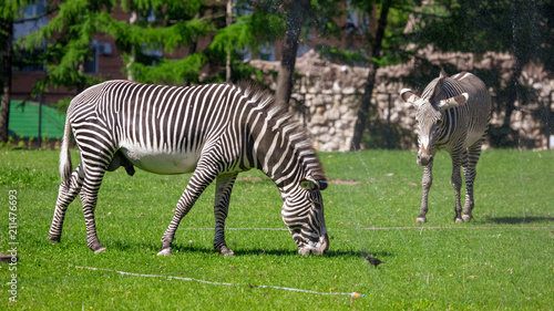 Fototapeta Naklejka Na Ścianę i Meble -  Zebra in the pasture in the park