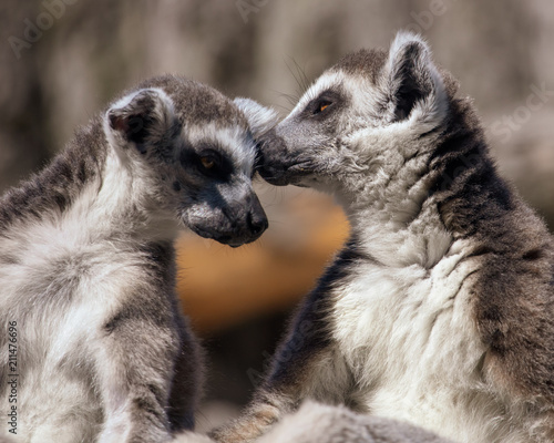 Two lemurs kiss on the nature