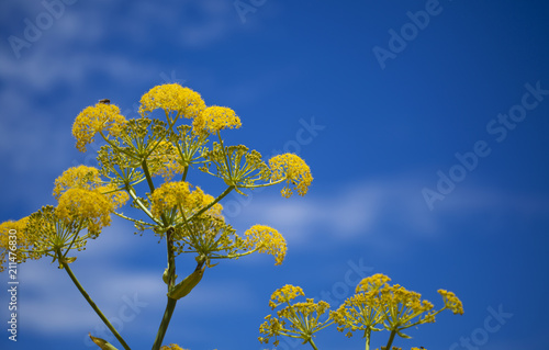 Flora of Gran Canaria - Ferula linkii photo