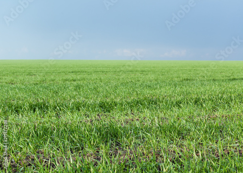 field with a crop of green wheat against a blue sky
