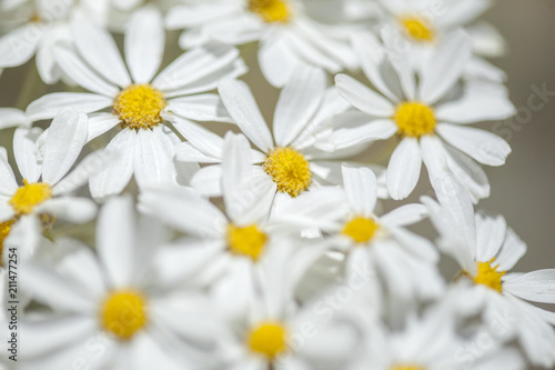 Flora of Gran Canaria - Tanacetum ptarmiciflorum