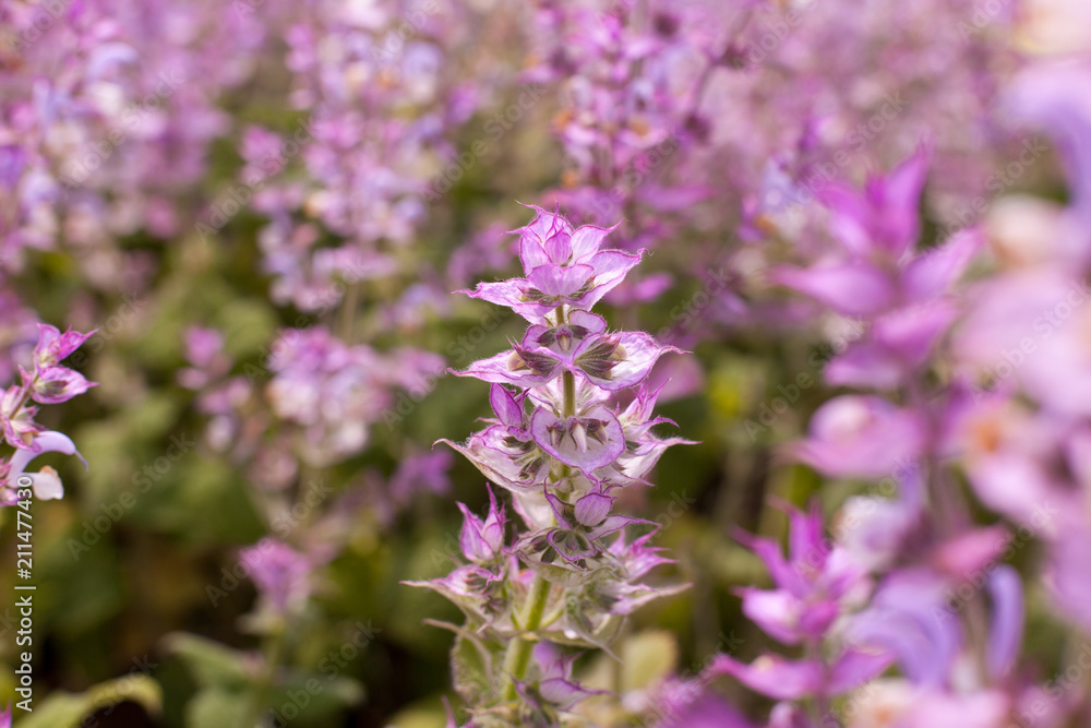 Fototapeta premium Macro lilac flowers of muscatine sage. Salvia, or Salvia - is a perennial shrub or herbaceous plant. Beautiful flower field, fragrant, medicinal flower