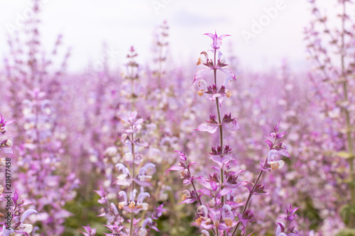 Foto beautiful and fragrant field planted with medicinal herbs - sage