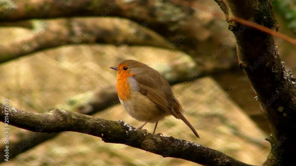 Small cute tiny orange bird parrot sitting on green tree branch observing wild nature in wonderful close up view Small cute tiny orange bird parrot sitting on green tree branch observing wild nature in wonderful close up view