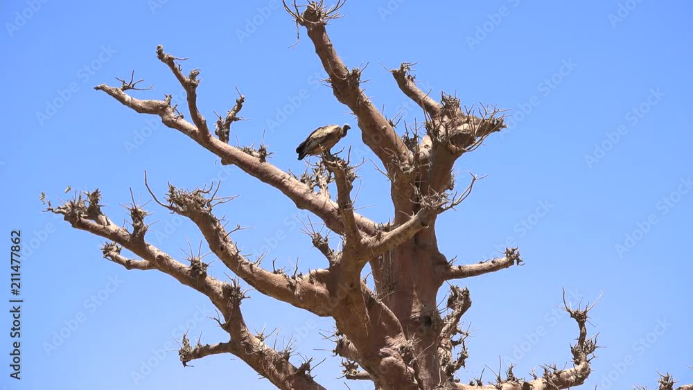 Vulture sitting on a parched tree - Africa Vulture sitting on a parched tree - Africa