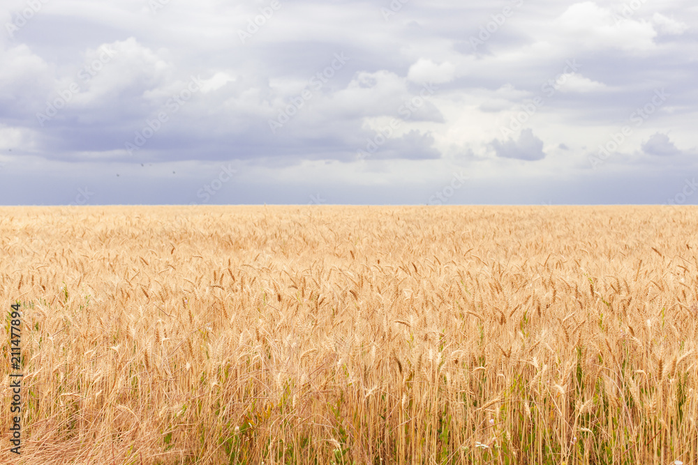 Field with yellow ears of ripe wheat, against a background of blue sky and clouds. harvesting of mature agricultural crops - bread.