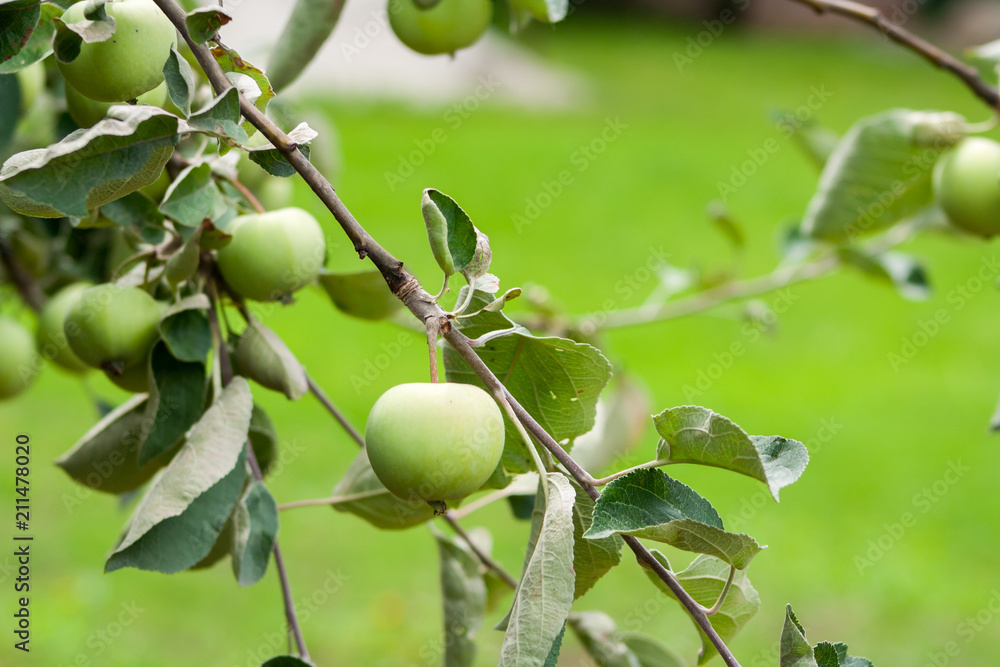 Branch with green unripe growing apples in an Apple Orchards Branch with green unripe growing apples in an Apple Orchards